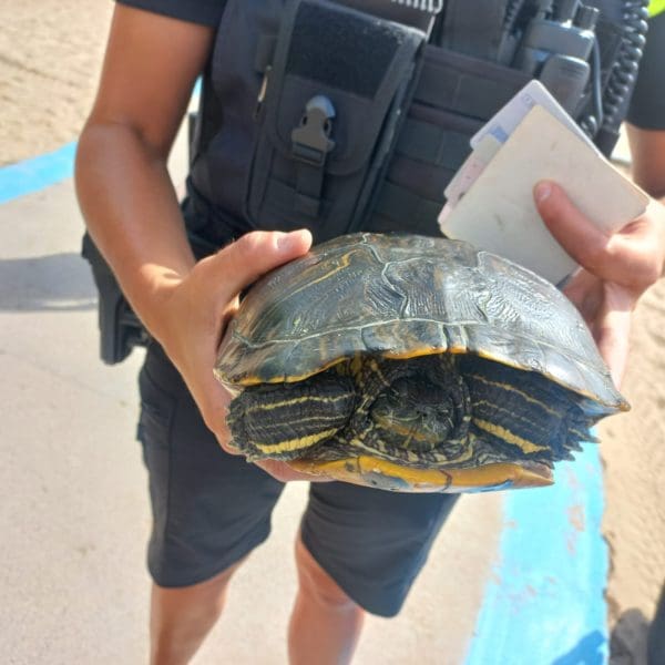 Uno de los agentes junto al animal/ PolicíaLocal