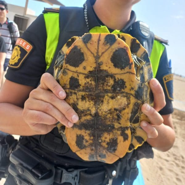 Parte de debajo del animal/ PolicíaLocal