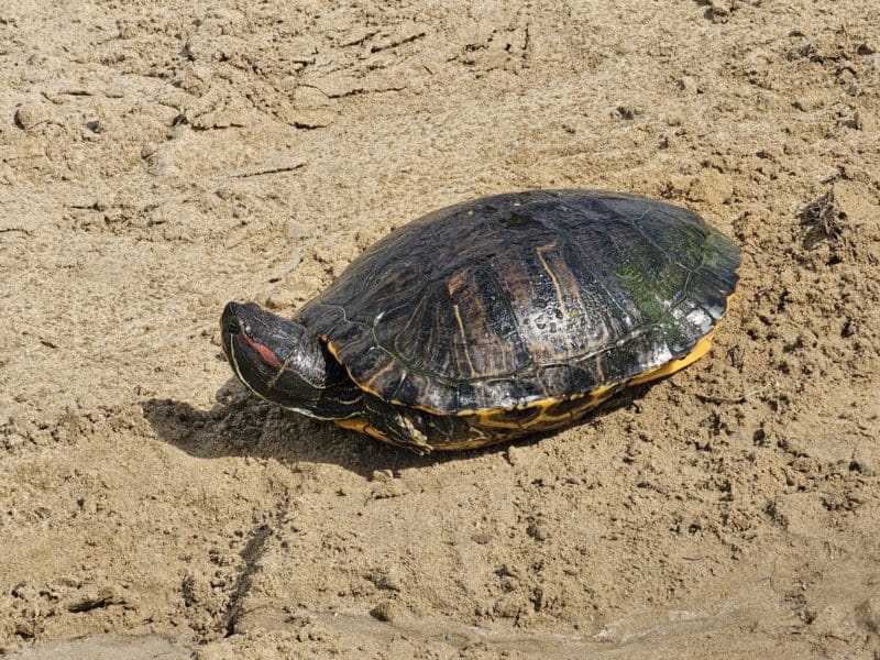 Tortuga exótica invasora que fue localizada/ PolicíaLocal